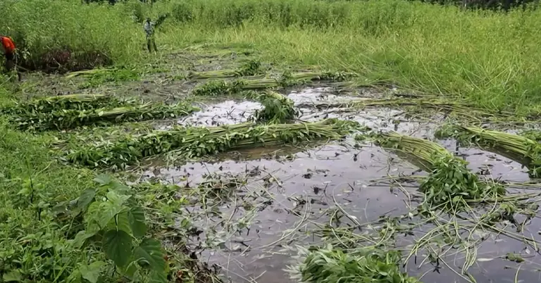 নওগাঁয় পানিতে ক্ষতিগ্রস্ত পাটের ক্ষেত